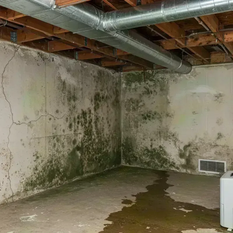 Professional Mold Removal in Hatillo Municipio, PR